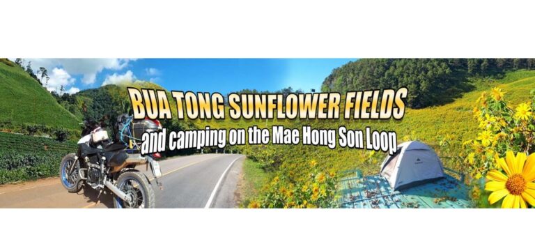 Stunning Sea of Sunflowers & Camping Trip 6 a trip report for Bua Tong Sunflower Festival. Camping tent and motorcycle.